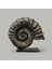 Deco Deniz Kabuğu Dekor - Gold / Siyah - 30 cm 1