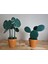 Kaktüs Bardak Altlığı - Kahve ve Fincan Altlığı - Pinterest Ürünleri - Minimalist - Biblo - Yapay Bitki - Evde, Ofiste, Her Yerde Estetik ve Işlevsellik 4