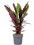 Calathea Rufibarba Wavestar - Kalatya Dua Çiçeği 10-20 cm 1