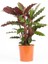 Kaladya Calathea Rufibarba Wavestar 10-20 cm 1
