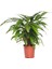 Kaladya Calathea Rufibarba Wavestar 10-20 cm 2