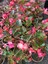 Begonia Thurstonii Yağlı Begonya Çiçeği 10-20 cm 1