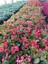 Begonia Thurstonii Yağlı Begonya Çiçeği 10-20 cm 2