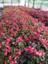 Begonia Thurstonii Yağlı Begonya Çiçeği 10-20 cm 3