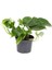 Epipremnum Pothos Sarmaşığı Fidanı 10-20 cm 1