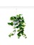Epipremnum Pothos Sarmaşığı Fidanı 10-20 cm 2