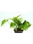 Epipremnum Pothos Sarmaşığı Fidanı 10-20 cm 3