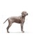 Maxi Dermacomfort Adult Yetişkin Köpek Maması 12 Kg 3