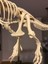 Jurassic Dönemi T-Rex Iskelet Maketi – Eğitim Amaçlı Dekoratif Model 3