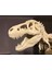 Jurassic Dönemi T-Rex Iskelet Maketi – Eğitim Amaçlı Dekoratif Model 5
