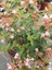 Kelebek Çalısı 40-60 cm - Buddleja Davidii 3
