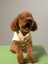 Rosie Bomber Jacket Köpek Ceket 1