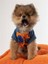 Bailey Bomber Jacket Köpek Ceket 1