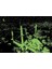 Puzzle Sultan Ahmed Camii 1000 Parça Neon Puzzle 2