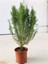 Biberiye Fidanı Rosmarinus Saksılı Orta Boy 10-20 cm 1