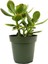 Para Çiçeği Crassula Ovata Fidanı Saksılı 10-20 cm 1