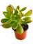Para Çiçeği Crassula Ovata Fidanı Saksılı 10-20 cm 3