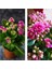 Kalanchoe Çiçeği Kalanşo Emel Hanım Pembe 8.5 Saksıda 10-20 cm 1