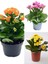 Kalanchoe Çiçeği Emel Hanım Karışık Renkli 3 Adet Sarı Pembe Turuncu 1