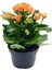 Kalanchoe Çiçeği Emel Hanım Karışık Renkli 3 Adet Sarı Pembe Turuncu 2