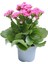 Kalanchoe Çiçeği Emel Hanım Karışık Renkli 3 Adet Sarı Pembe Turuncu 3