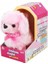 Sevimli Köpek Poodle 2