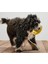 Köpekler Için Fırlatma ve Su Oyuncağı 1