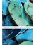 Allegories Of The Anthropocene 1