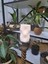 Loa Candle Co Dekoratif Spiral Formlu Kokulu Soya Mum 4