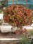 Calico Kitten Sukulent – Sarkık Saksı Crassula Pellucida ‘variegata’, Krem-Pembe Kalp Yaprak 1