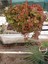 Calico Kitten Sukulent – Sarkık Saksı Crassula Pellucida ‘variegata’, Krem-Pembe Kalp Yaprak 3