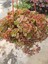 Calico Kitten Sukulent – Sarkık Saksı Crassula Pellucida ‘variegata’, Krem-Pembe Kalp Yaprak 4