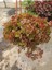Calico Kitten Sukulent – Sarkık Saksı Crassula Pellucida ‘variegata’, Krem-Pembe Kalp Yaprak 5