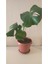 Doğal Hava Temizleyici Monstera Deliciosa- 50 Cm. Deve Tabanı Bitkisi | Kahverengi Saksıda 2