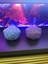 Iv Blue Purple Açık Lila Flowers Çiçek Mum 3