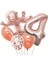 Rose Gold Taçlı 4 Rakam Balon Set 1