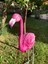 Flamingo Dik Baslı Bahce Biblo Fuşya 3