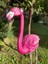 Flamingo Dik Baslı Bahce Biblo Fuşya 4