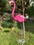 Flamingo Dik Baslı Bahce Biblo Fuşya 5