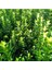 Yeşil Sütun Taflan Euonymus Japonica Green Spire 10-20 cm 2