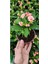 Dikenler Tacı Çiçeği ( 8.5 cm Saksıda ) 10-20 cm 1