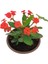 Mini Euphorbia Milii Kaktüs Dikenler Tacı Kırmızı Renkli 10-15 cm 2