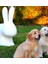Rabbit Beyaz Tabure 5
