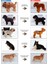 Pet Esthé Color Restoration System Chocolate Renk Onarımı Sistemi Koyu Kahverengi Köpekler Için Şampuan 400 ml 2