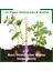 8 Paket Elektrokültür Bakır Bahçe Anteni (17 Inç) (Yurt Dışından) 3