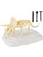 Oyuncak Model Kız Dinozor Hediye Triceratops (Yurt Dışından) 1