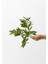 Yapay Zeytin Dalı 50 cm 4