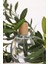 Kadın Defacto Zeytin Çiçeği Çiçeksi 50 ml Parfüm D4090AXNS 1