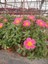 Pembe Moss Rose (Portulaca Grandiflora), Semizotu Çiçeği Saksıda- Kolay Bakımlı Balkon Çiçeği 2