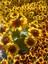 Siyah Gözlü Susan (Rudbeckia Hirta) Saksıda – Yaz Boyu Çiçek Açan Balkon & Bahçe Çiçeği 1